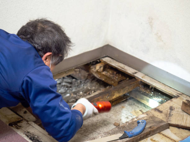 Best Post-Flood Mold Remediation in Salem Heights, OH