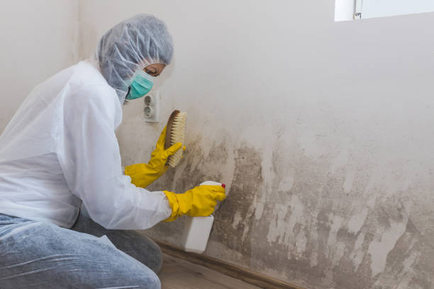 Best Localized Mold Remediation (e.g., coastal areas, humid climates) in Salem Heights, OH