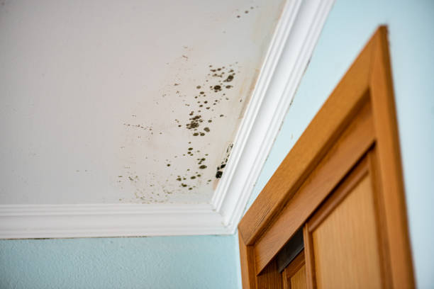 Best Basement Mold Remediation in Salem Heights, OH