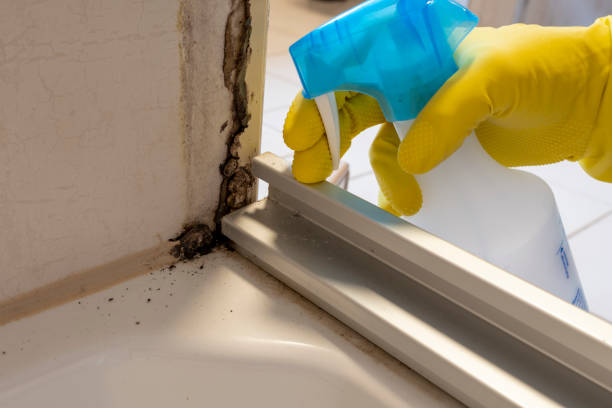 Best Post-Flood Mold Remediation in Salem Heights, OH