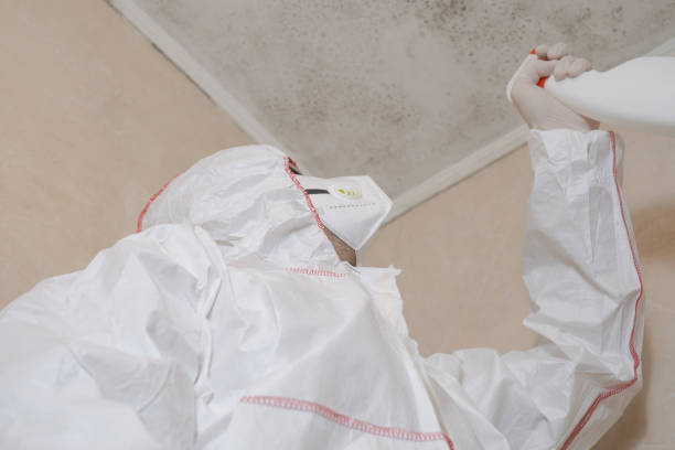 Best Attic Mold Remediation in Salem Heights, OH