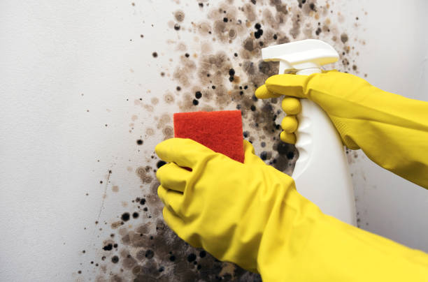 Best DIY Mold Remediation Support Services in Salem Heights, OH